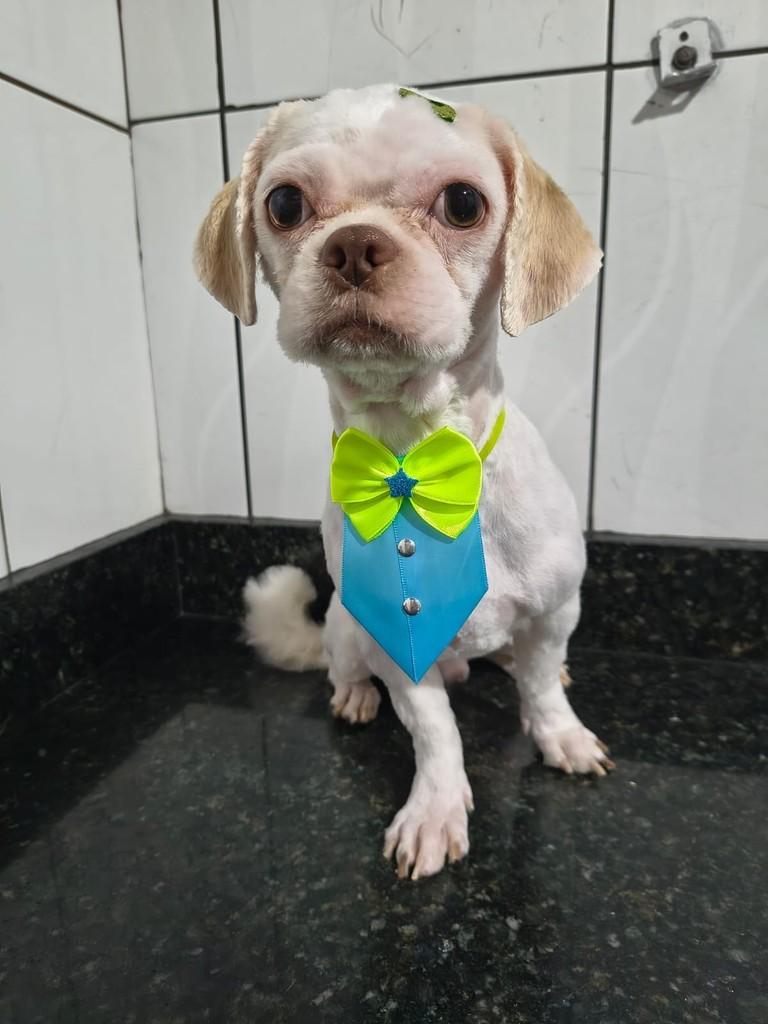 Guga, cachorro de porte pequeno para adoção em Ibiúna - SP