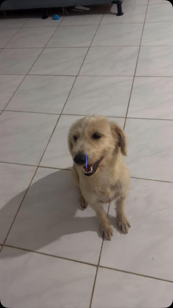 Hanna, cadela de porte pequeno para adoção em Recife - PE