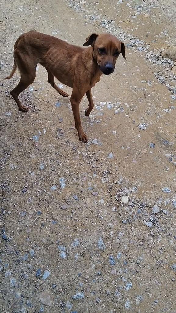Costelinha, cachorro de porte pequeno para adoção em São José - SC