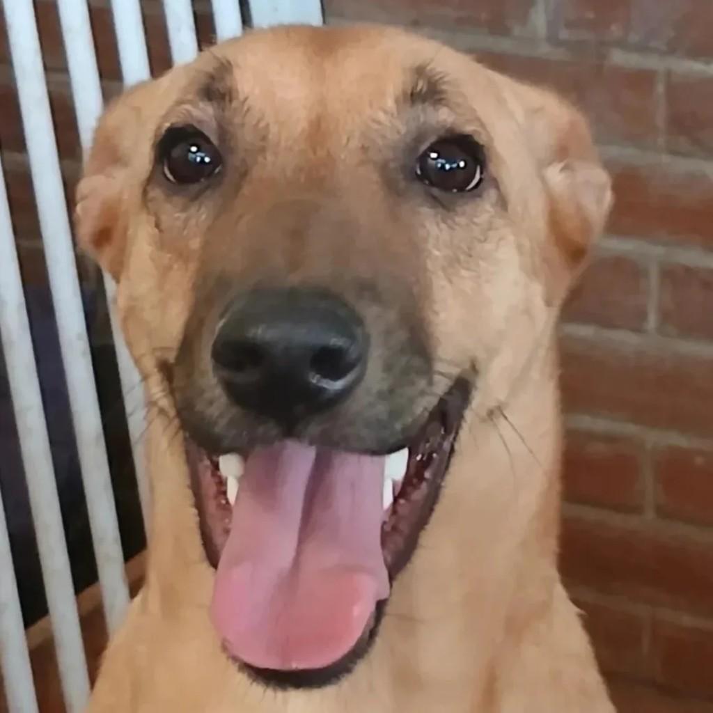 Osman, cachorro de porte médio para adoção em Macaé - RJ