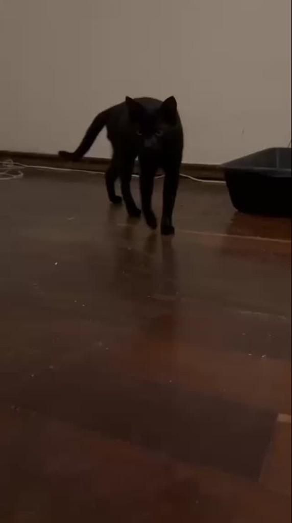 Ele, gato de porte pequeno para adoção em Macaé - RJ