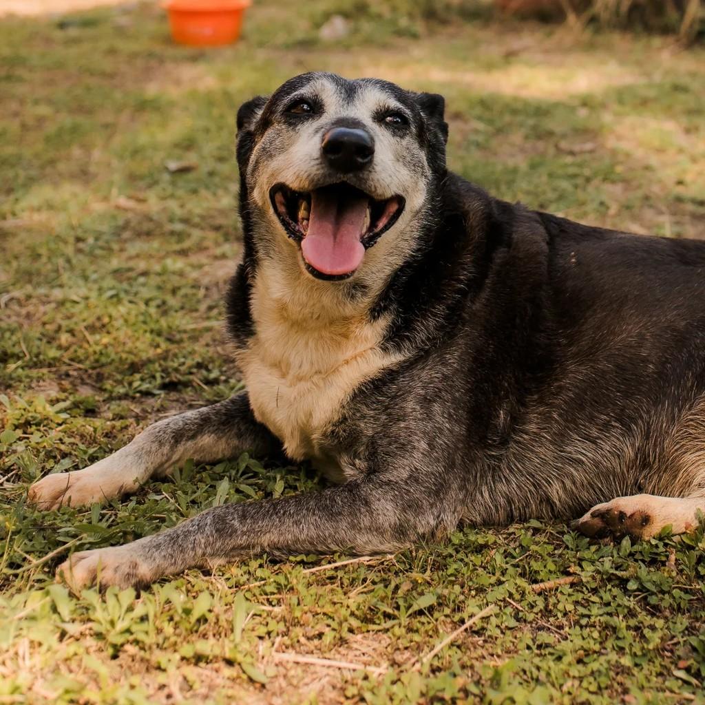 Moana, cachorro de porte médio para adoção em Macaé - RJ