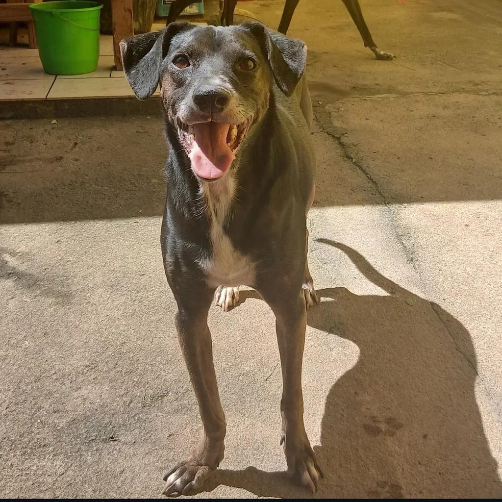 Magal, cachorro de porte médio para adoção em Macaé - RJ