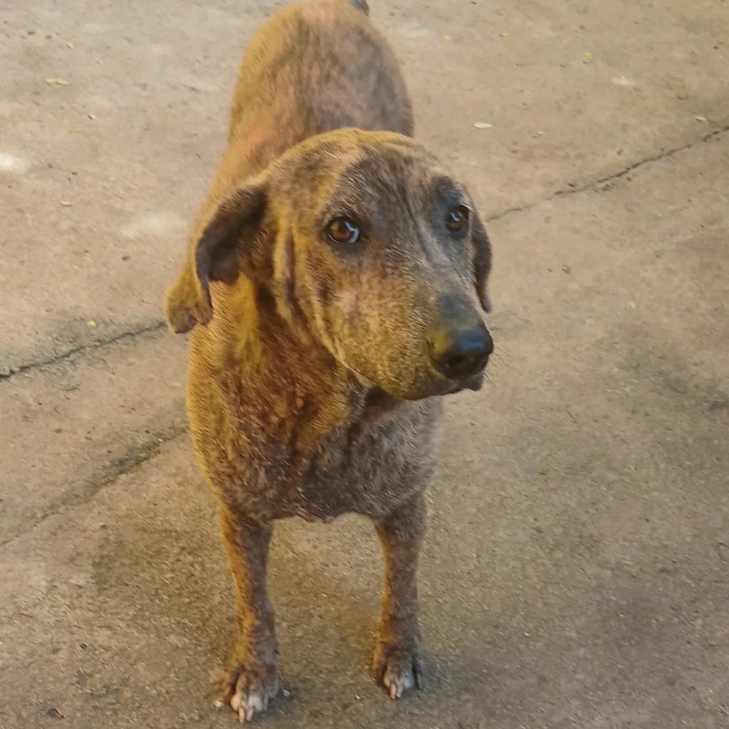 Theodoro, cachorro de porte médio para adoção em Macaé - RJ
