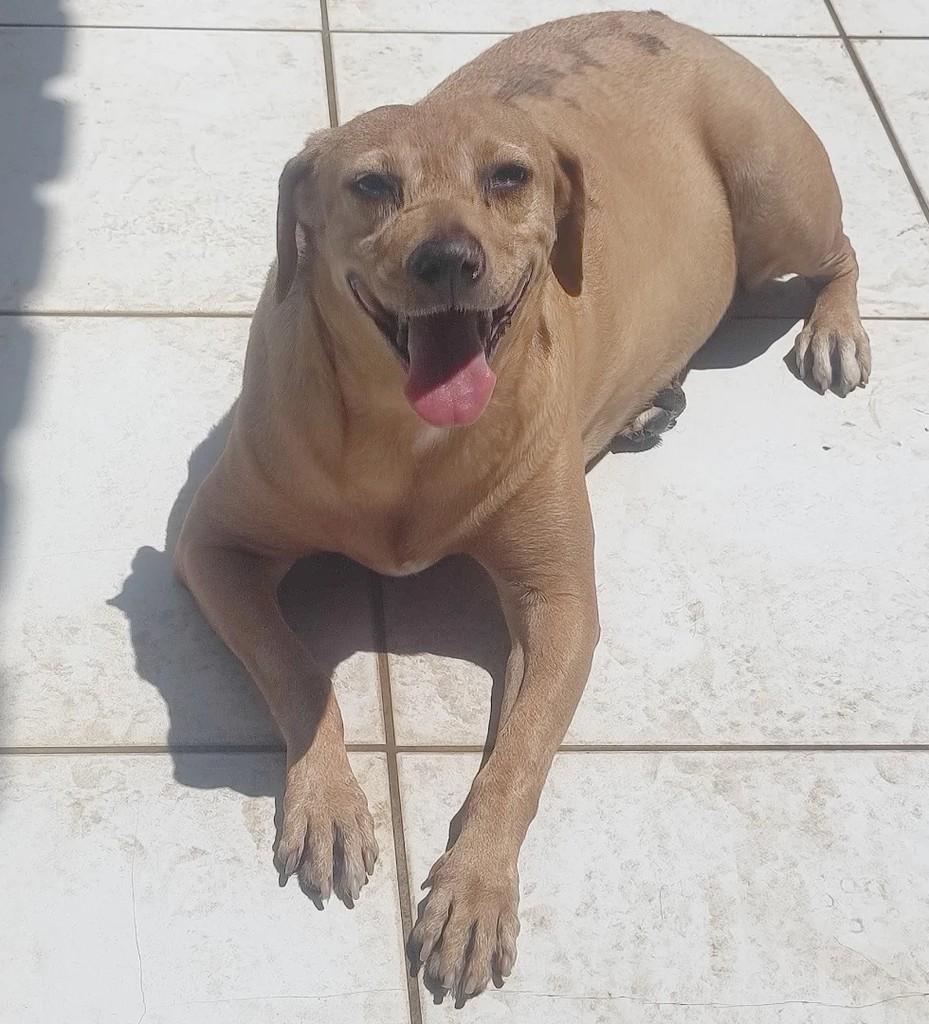 Amora, cachorro de porte pequeno para adoção em Macaé - RJ