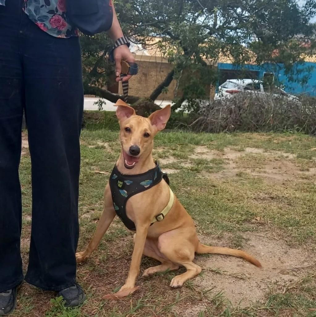 Lele, cachorro de porte médio para adoção em Macaé - RJ