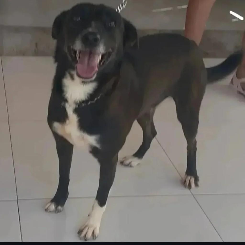 Petit, cadela de porte pequeno para adoção em Macaé - RJ
