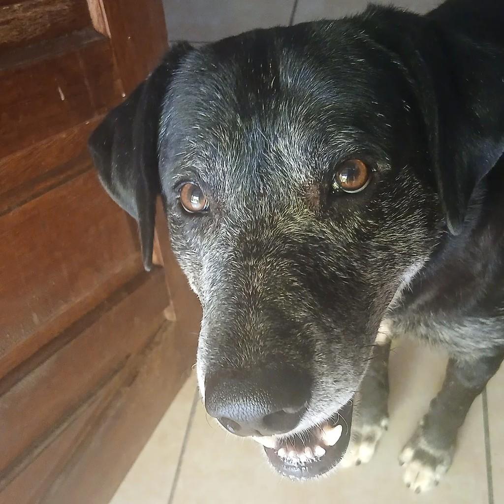 Steve, cachorro de porte grande para adoção em Macaé - RJ