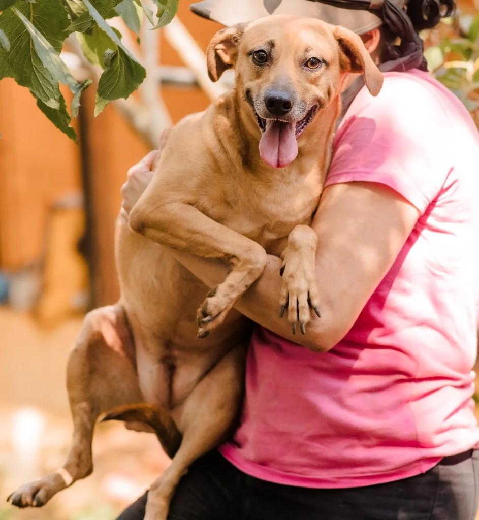 Rubi, cadela de porte médio para adoção em Macaé - RJ