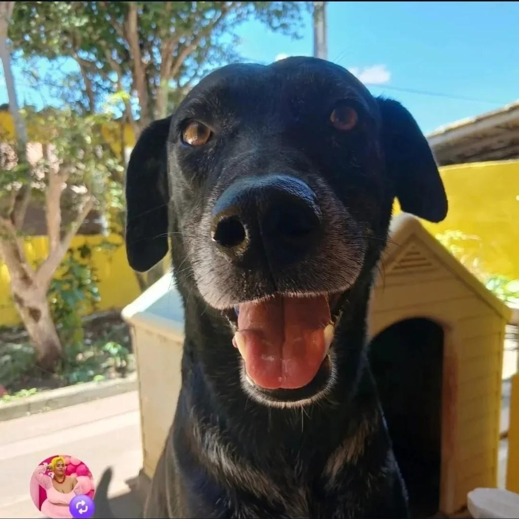 Café, cachorro de porte médio para adoção em Macaé - RJ