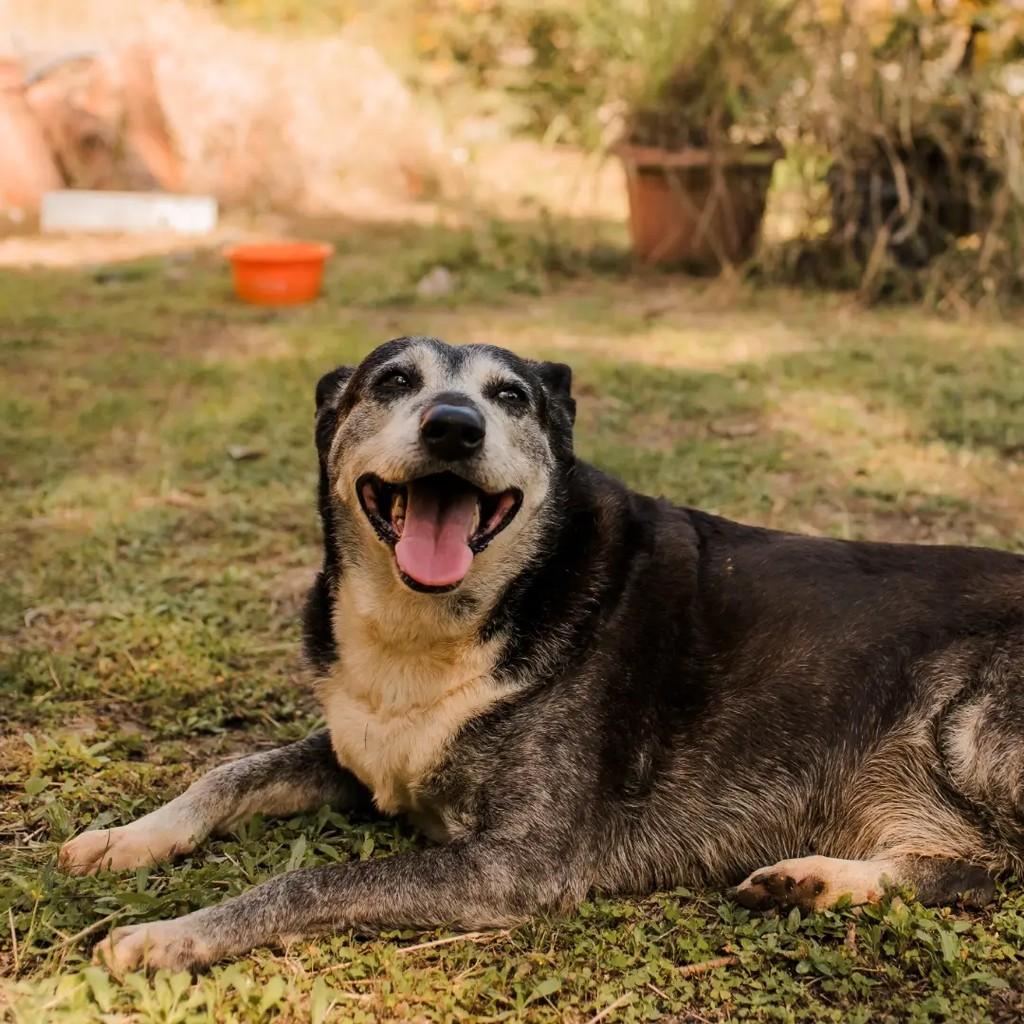 Momo, cachorro de porte médio para adoção em Macaé - RJ