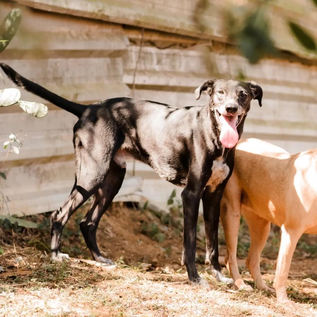 Don, cachorro de porte pequeno para adoção em Macaé - RJ
