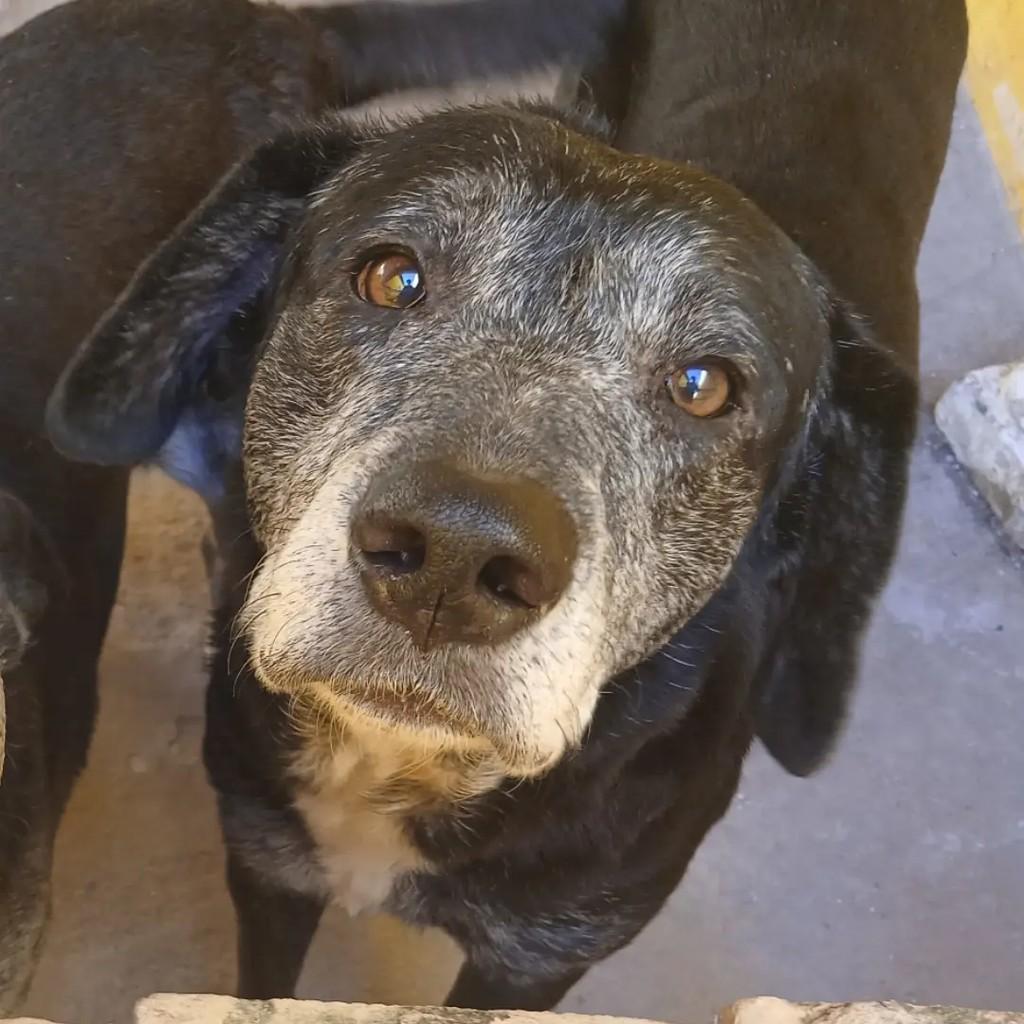 Titive, cachorro de porte médio para adoção em Macaé - RJ
