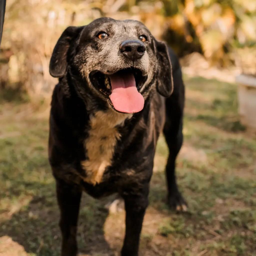 Titive, cachorro de porte médio para adoção em Macaé - RJ — foto 2 de 2