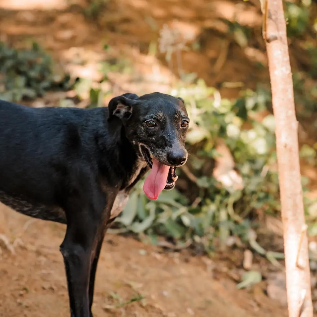 Dom, cachorro de porte médio para adoção em Macaé - RJ