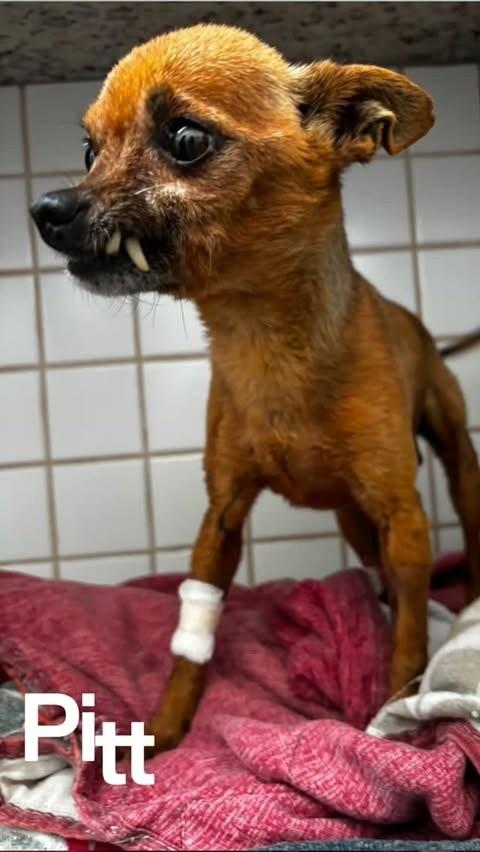 Pitty, cachorro de porte pequeno para adoção em São Francisco - SP