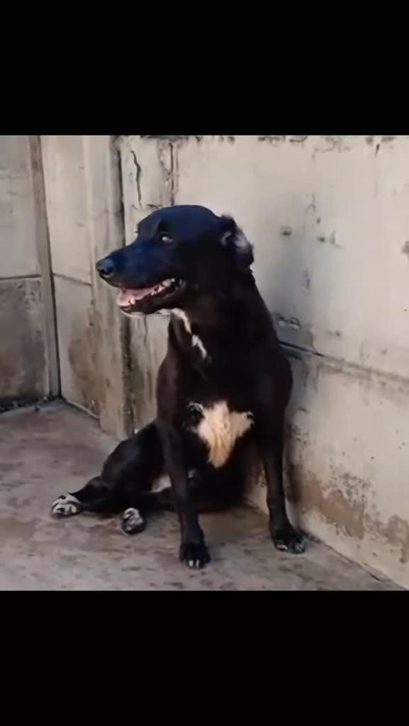 Kiara, cachorro de porte médio para adoção em Piedade - SP