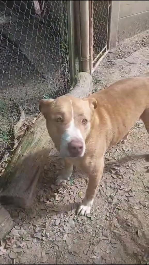 Loki, cachorro de porte grande para adoção em Piedade - SP