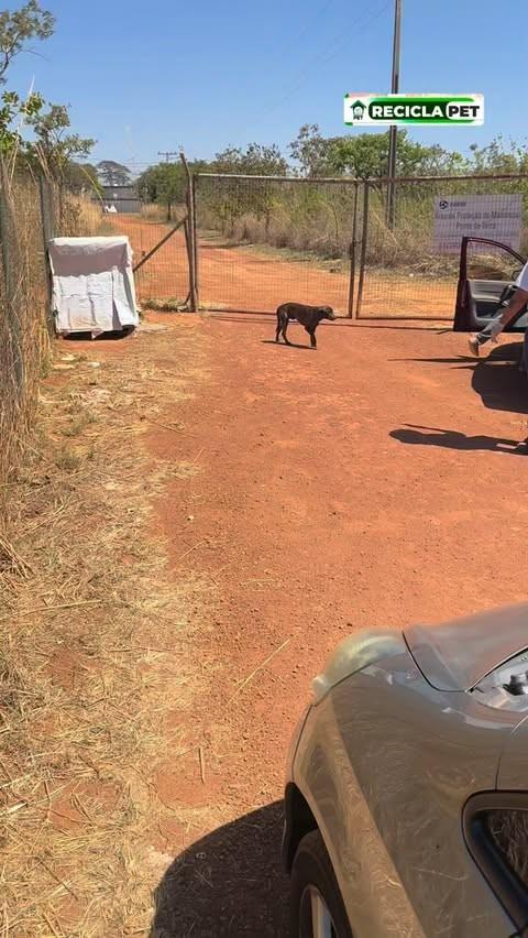 Zangado, cachorro de porte médio para adoção em Brasília - DF