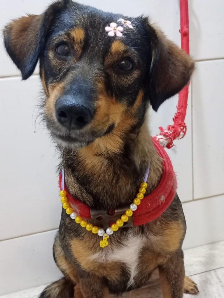 Sorriso, cadela de porte pequeno para adoção em Rio de Janeiro - RJ