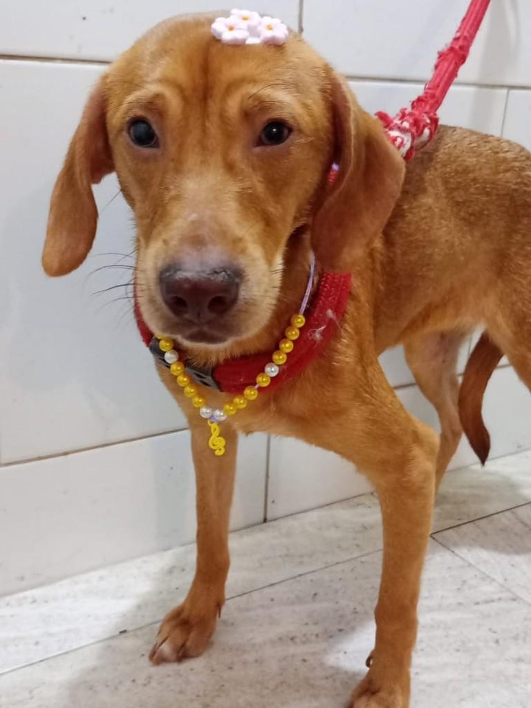Olívia, cachorro de porte pequeno para adoção em Rio de Janeiro - RJ