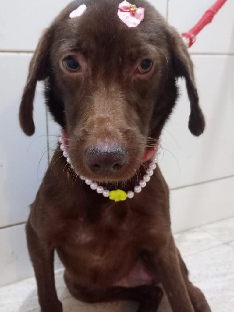 Morena, cachorro de porte pequeno para adoção em Rio de Janeiro - RJ