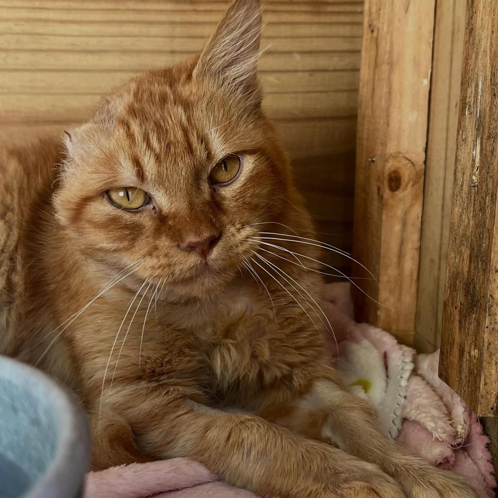 Chico, gato de porte médio para adoção em Cocal do Sul - SC
