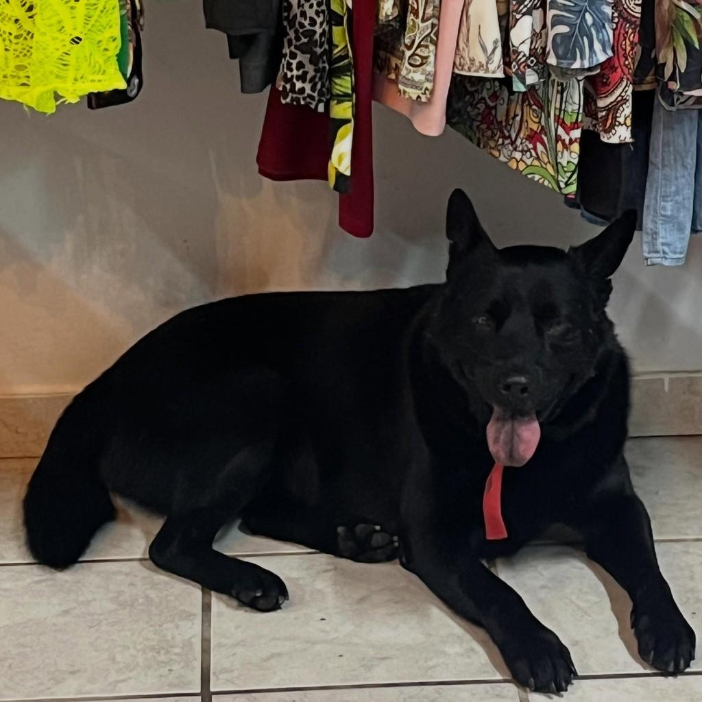 Borracha, cachorro de porte grande para adoção em Cocal do Sul - SC