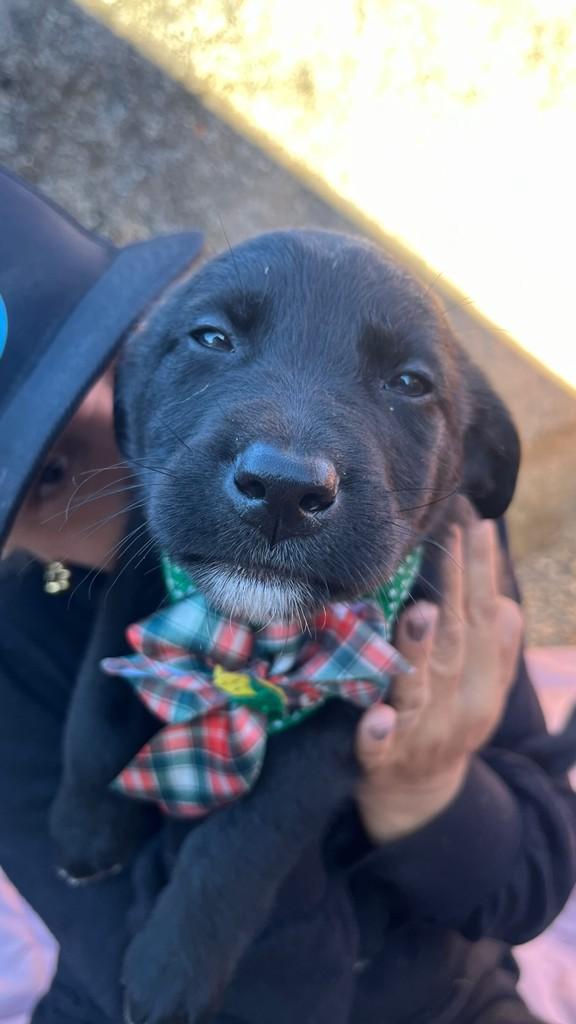 Martinho, cachorro de porte pequeno para adoção em Cocal do Sul - SC