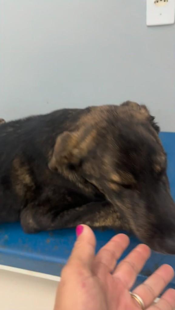 Brasil, cachorro de porte médio para adoção em Cocal do Sul - SC