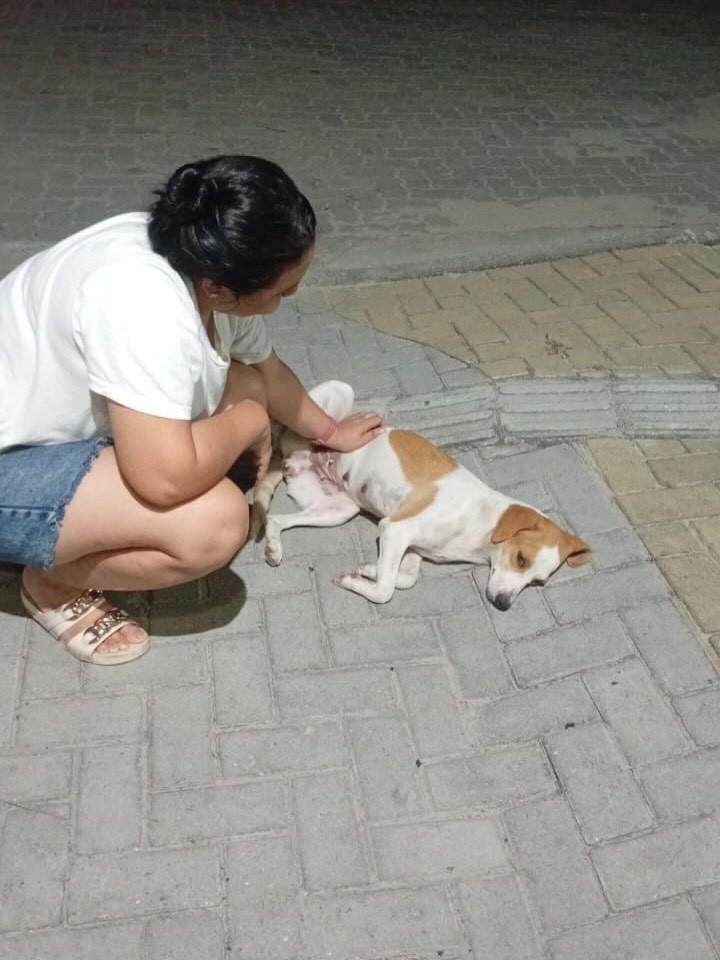 Cachorrinha, cadela de porte pequeno para adoção em Fortaleza - CE