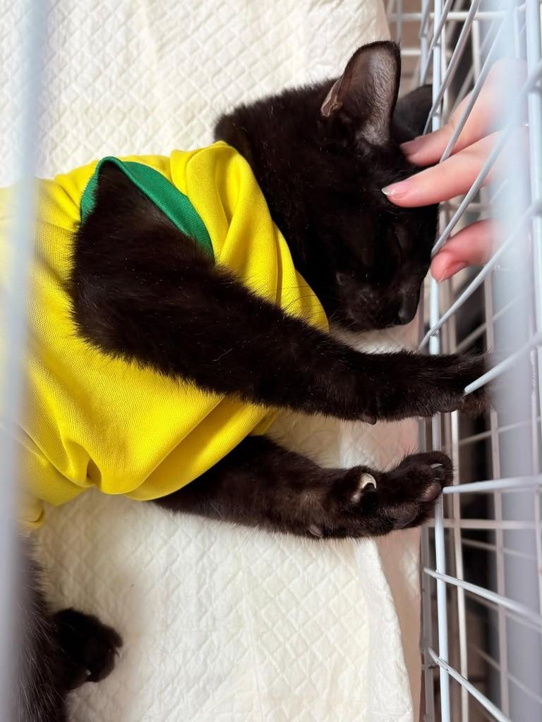 Café, gato de porte pequeno para adoção em Fortaleza - CE