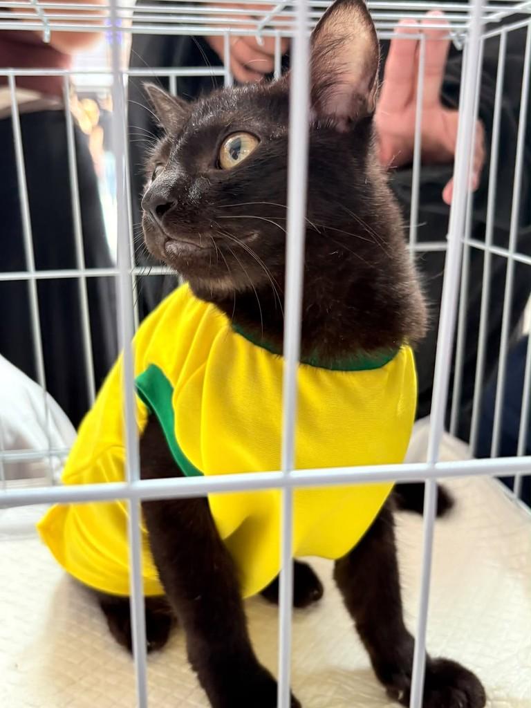 Café, gato de porte pequeno para adoção em Fortaleza - CE — foto 2 de 2
