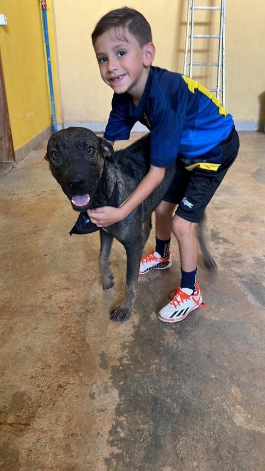 Guto, cachorro de porte grande para adoção em Redenção - PA