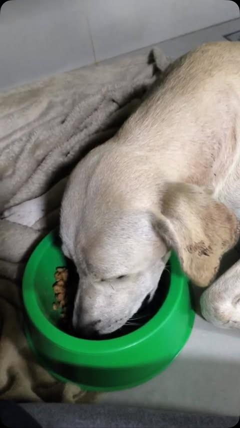 Frederico, cachorro de porte médio para adoção em Redenção - PA