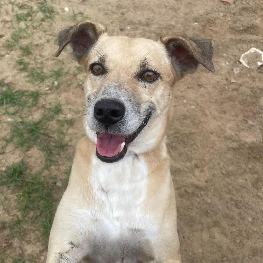 Italo, cachorro de porte médio para adoção em Mossoró - RN