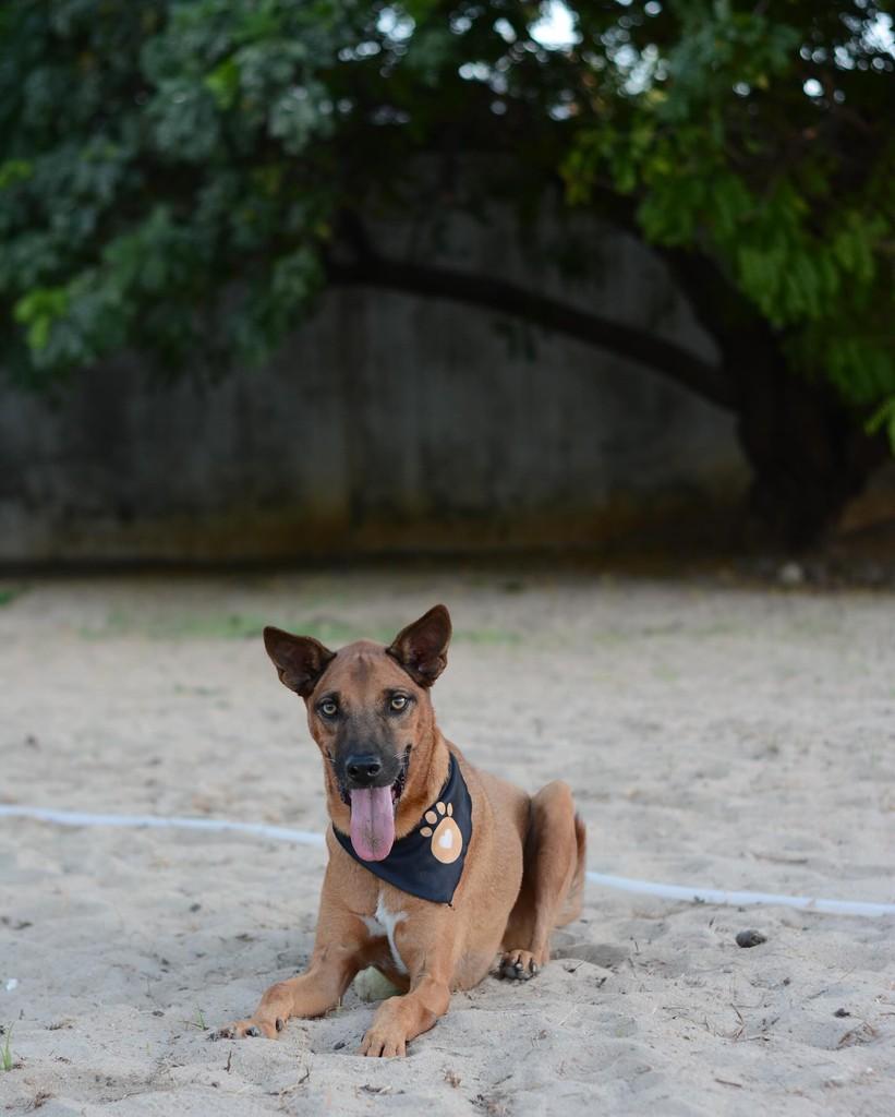 Melaço, cachorro de porte médio para adoção em Mossoró - RN