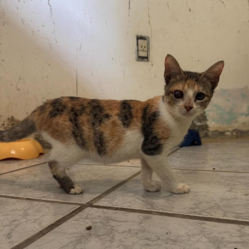 Olívia, gata para adoção em Mossoró - RN