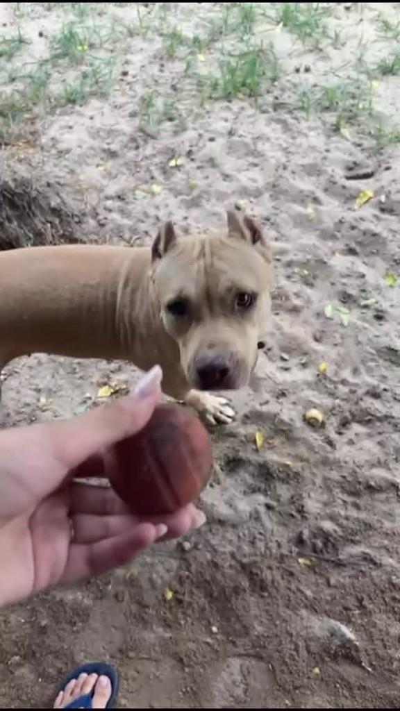 Mel, cachorro de porte médio para adoção em Mossoró - RN
