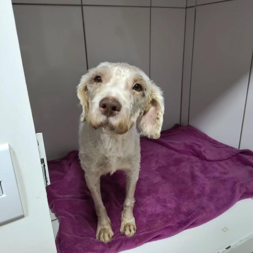 Mel, cachorro de porte pequeno para adoção em Dourados - MS