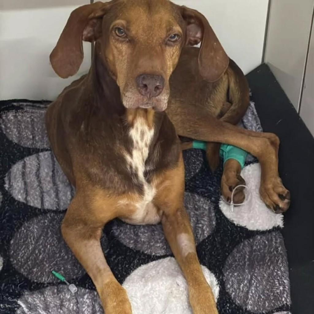 Scooby, cachorro de porte médio para adoção em Dourados - MS