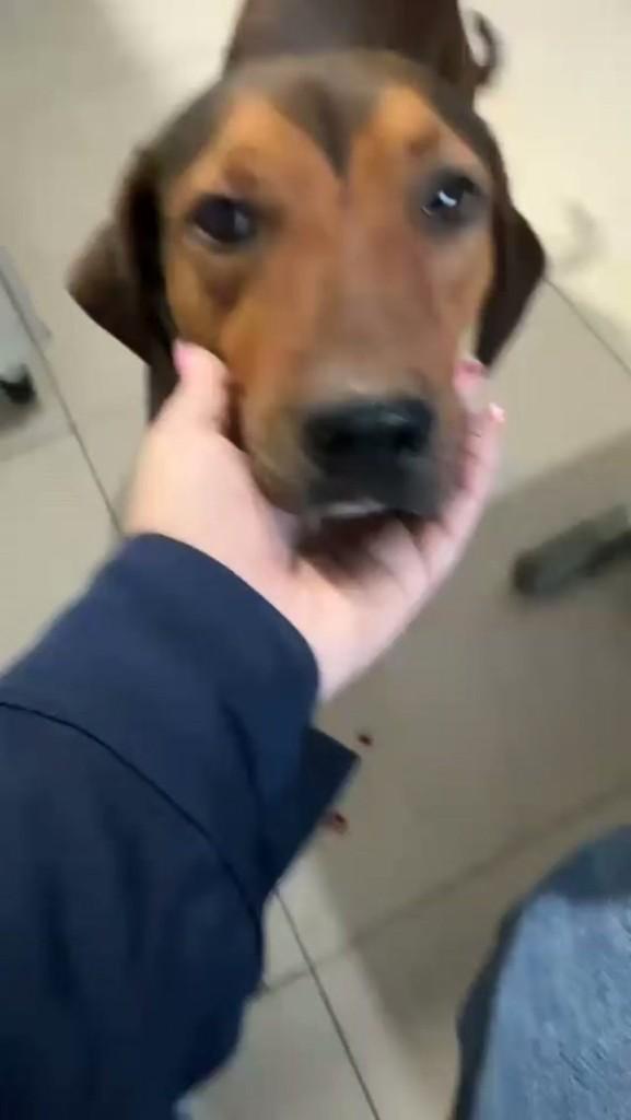 Guerreiro, cachorro de porte médio para adoção em Dourados - MS