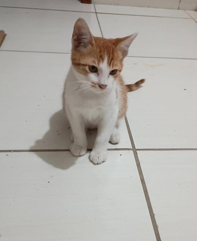 Leon, gato de porte pequeno para adoção em Florianópolis - SC