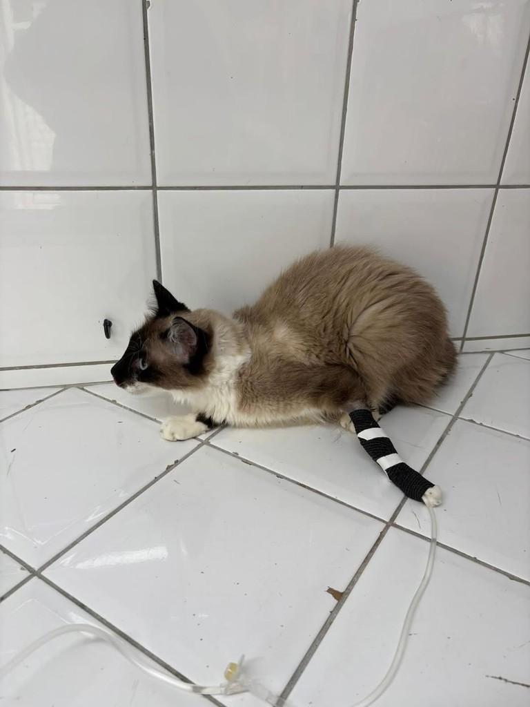 Amélia, gata de porte pequeno para adoção em Florianópolis - SC