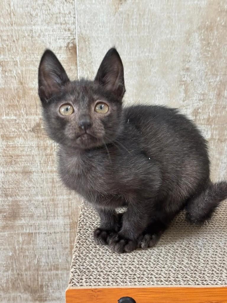Tufy, gato de porte pequeno para adoção em Florianópolis - SC