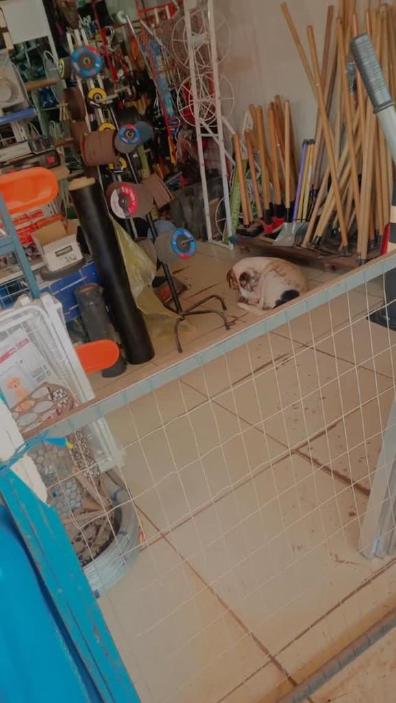 Pirata, cachorro de porte médio para adoção em Rurópolis - PA