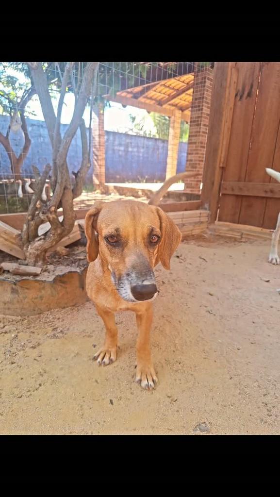 Pipoca, cadela de porte médio para adoção em Rurópolis - PA