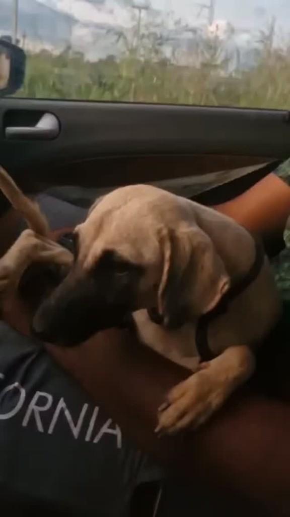 Já, cachorro de porte médio para adoção em Rurópolis - PA