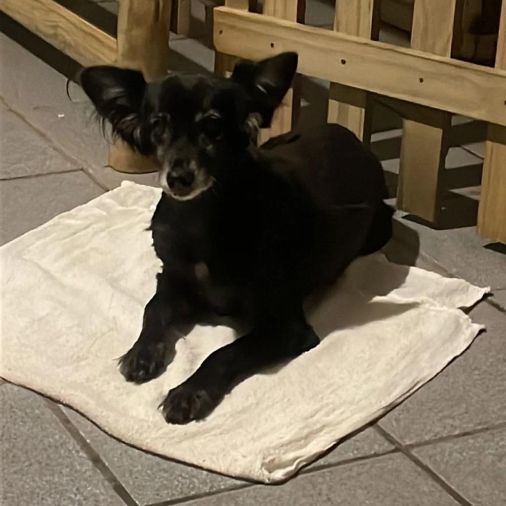 Filó, cachorro de porte pequeno para adoção em Palhoça - SC