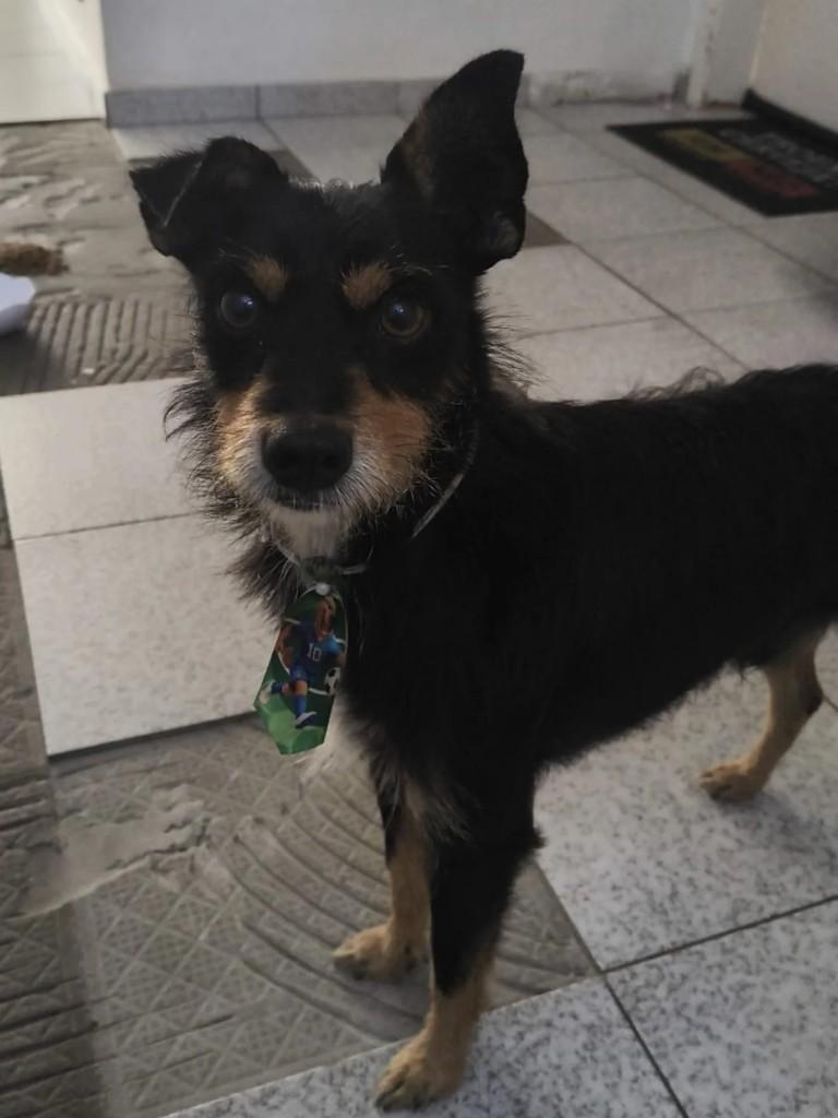 Fiapo de Manga, cadela de porte pequeno para adoção em Palhoça - SC